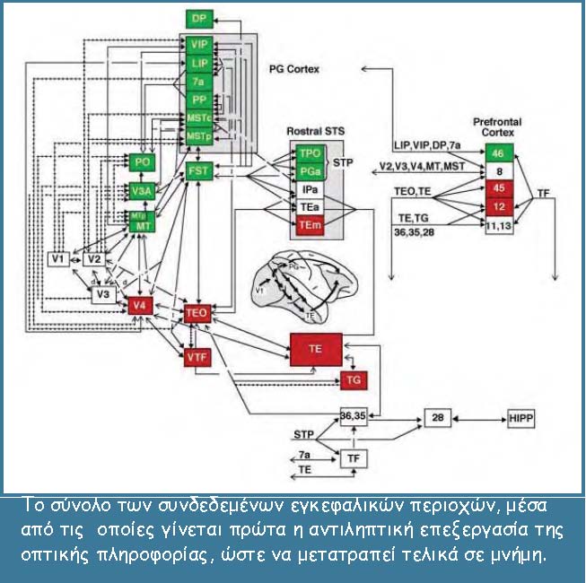 brain scie 3