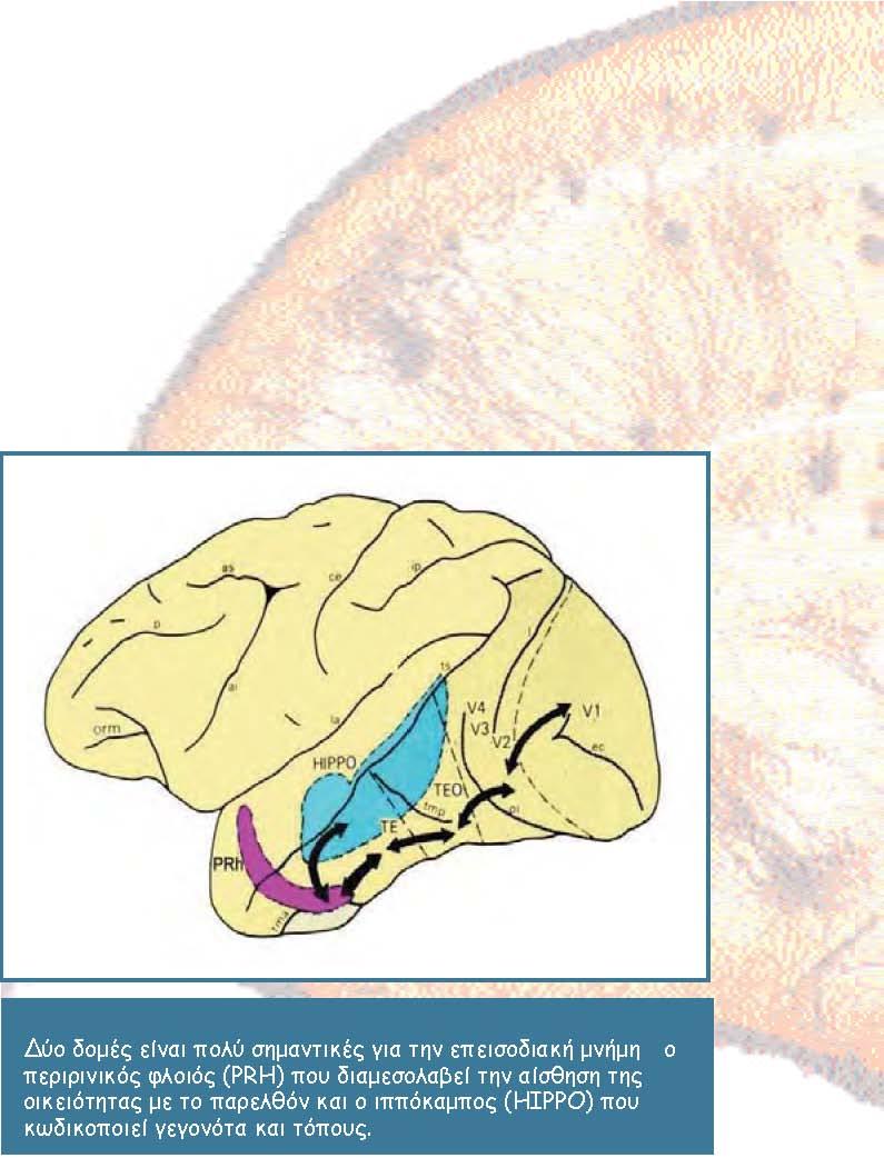 brain scie 7