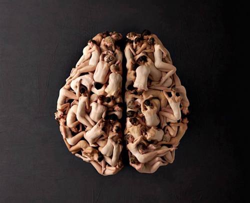 human brain